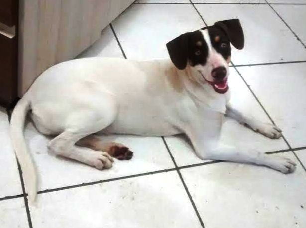 Cachorra é encontrada em avenida de Coxim