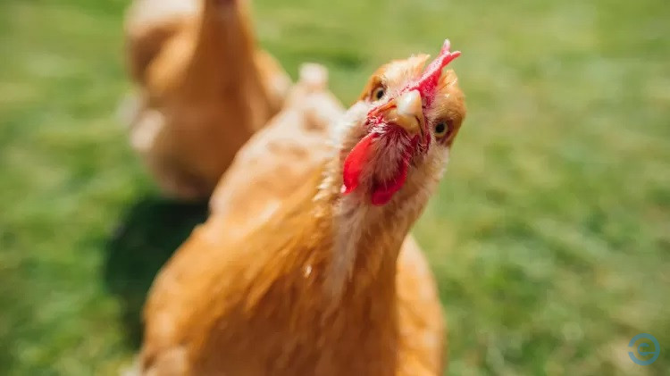 Quem veio primeiro: o ovo ou a galinha? Ciência tem nova explicação