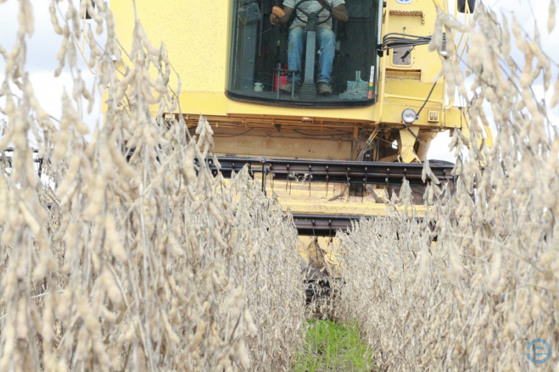 Chuva começa a prejudicar colheita da soja e vai atrasar plantio do milho