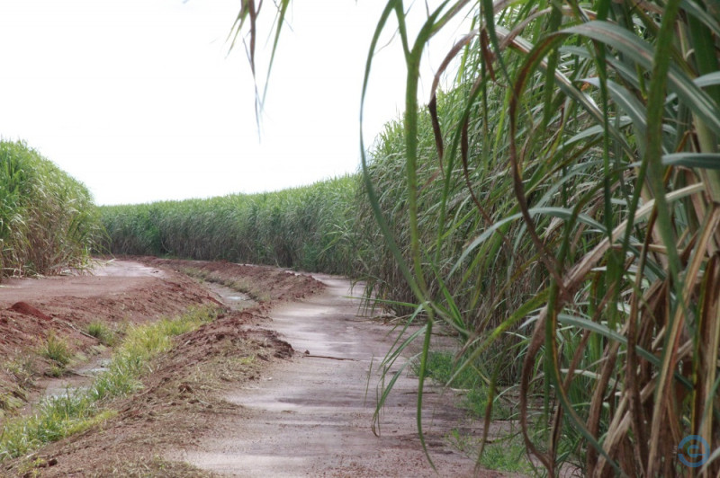 Criada no Brasil, 'supercana' promete mudar o campo