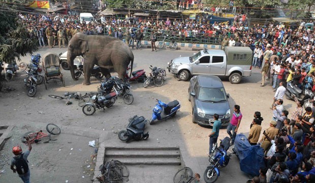 Elefante selvagem invade cidade da Índia e causa pânico