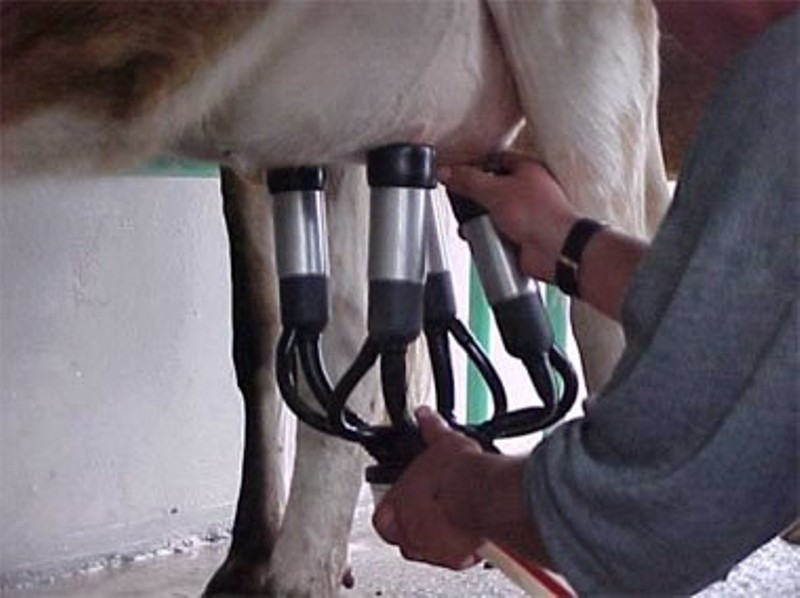 Produtividade de leite por hectare/ano em Mato Grosso do Sul ainda é baixa