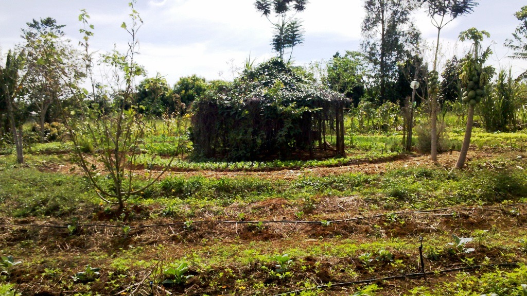 Projetos levam produção sustentável a agricultores familiares da fronteira