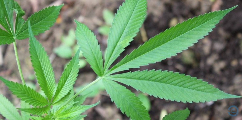 ONU diz que 5% da população global consumiu droga em 2015